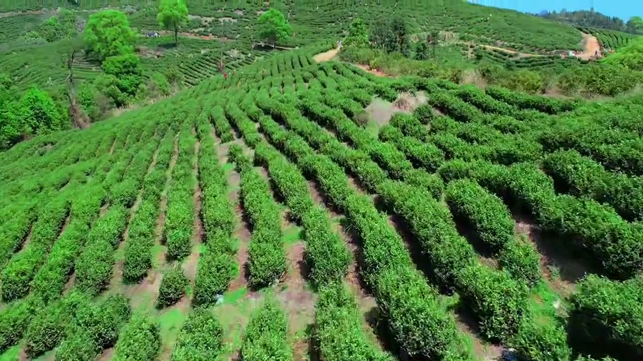 Eight named tea origins in one province.