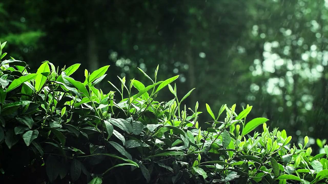 Tea country in rain.