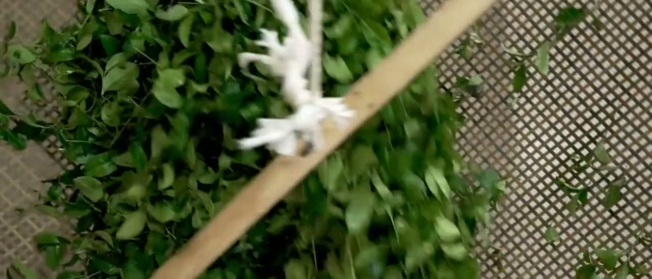 Shaking — Tie Guan Yin, Anxi